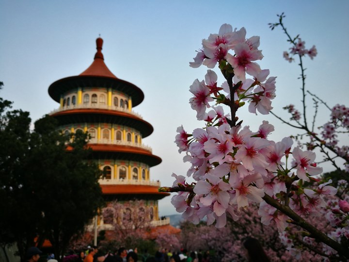 tienyuan10 淡水-晨光中綻放的櫻花 北台灣最夯賞櫻景點天元宮