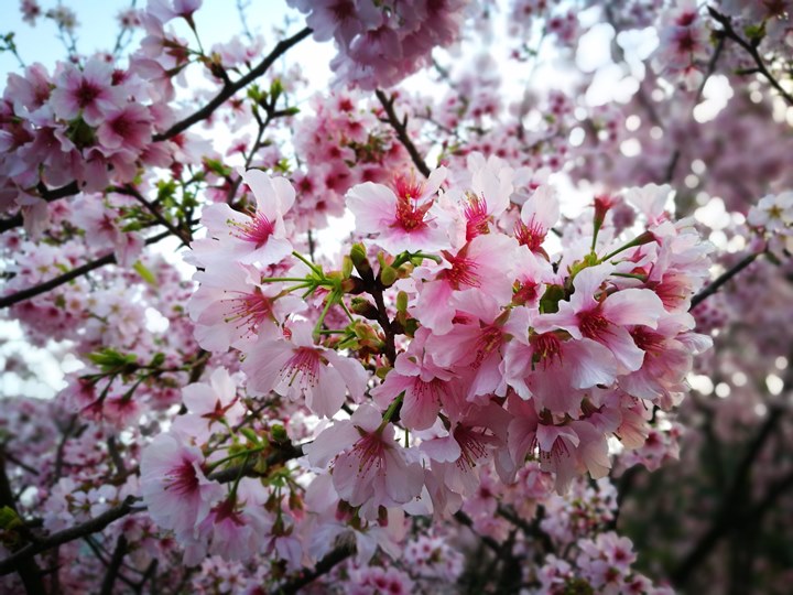 tienyuan11 淡水-晨光中綻放的櫻花 北台灣最夯賞櫻景點天元宮