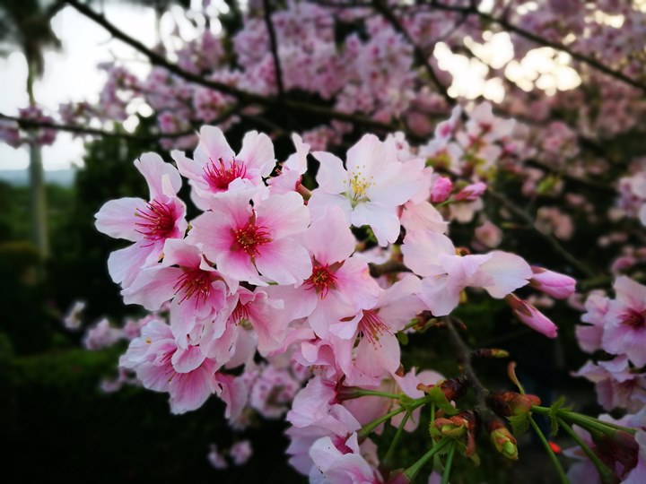 tienyuan12 淡水-晨光中綻放的櫻花 北台灣最夯賞櫻景點天元宮
