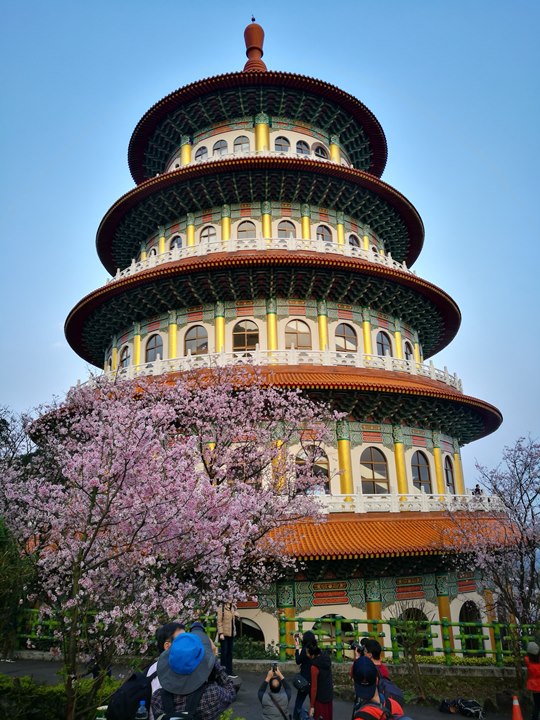 tienyuan13 淡水-晨光中綻放的櫻花 北台灣最夯賞櫻景點天元宮