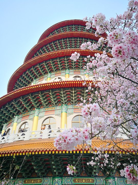 淡水-晨光中綻放的櫻花 北台灣最夯賞櫻景點天元宮