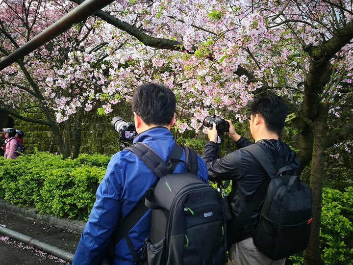tienyuan15 淡水-晨光中綻放的櫻花 北台灣最夯賞櫻景點天元宮