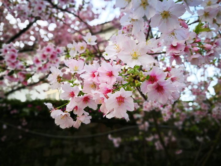 tienyuan16 淡水-晨光中綻放的櫻花 北台灣最夯賞櫻景點天元宮