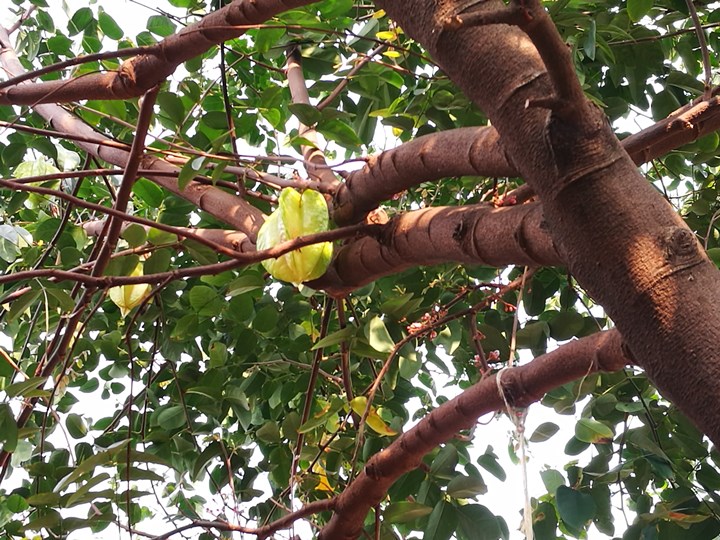 wethey16 中壢-我們他們咖啡 老街溪旁老屋屬於大家的咖啡館