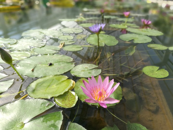 Beppu16-1 Beppu-別府地獄之旅 海地獄&血の池地獄 這明明就地熱谷...