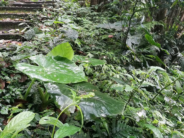 chingshanwaterfall10 石門-青山瀑布步道 輕鬆愜意舒適賞瀑布