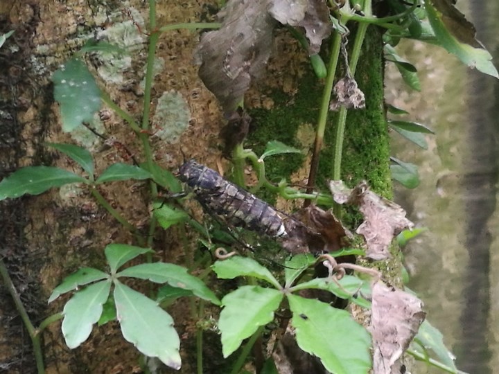 chingshanwaterfall12 石門-青山瀑布步道 輕鬆愜意舒適賞瀑布