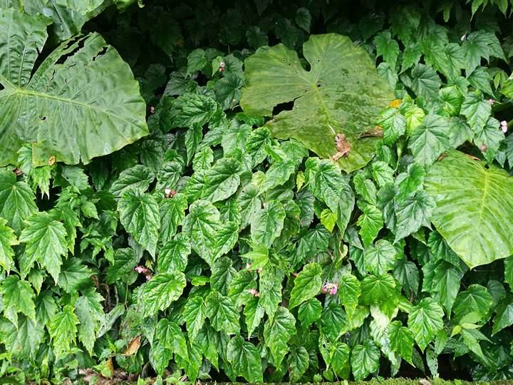 chingshanwaterfall14 石門-青山瀑布步道 輕鬆愜意舒適賞瀑布