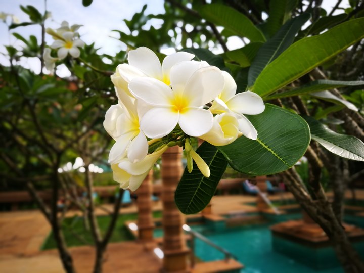 lemeridienangkor36 Siem Reap-Le Méridien Angkor吳哥艾美 CP值超高 環境舒適餐點好吃還有免費喝到爽的Coffee Bar