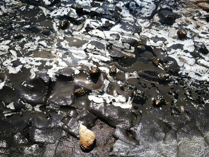 Hashiguiiwa0112-1 Kushimoto-橋杭岩 和歌山串本地質奇景