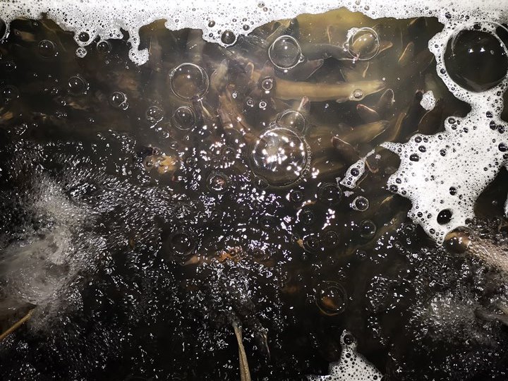 manman04 Singapore-鰻滿 鰻魚飯 新加坡也有日式道地鰻魚飯 米其林推薦排隊名店