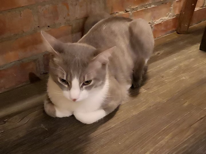 onlylightshadow20 桃園-只是光影獨立咖啡廳 新民街上老屋微藝文基地