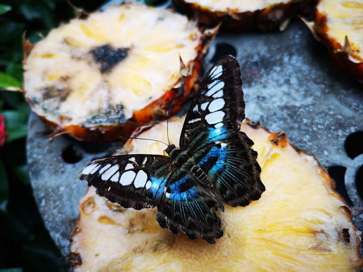 flysinsin25 201805台北新加坡Kitty伴我飛