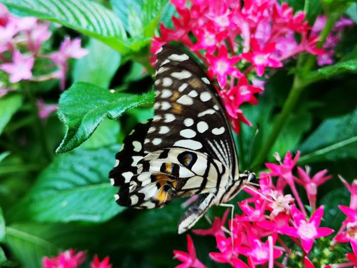 flysinsin26 201805台北新加坡Kitty伴我飛