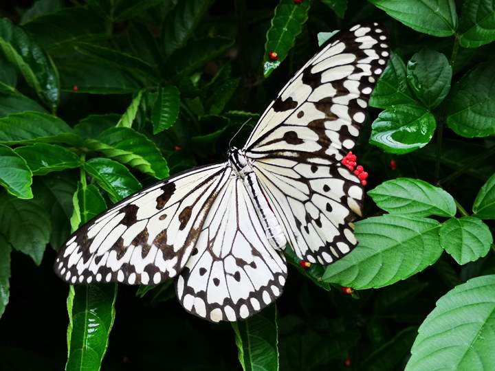 flysinsin27 201805台北新加坡Kitty伴我飛