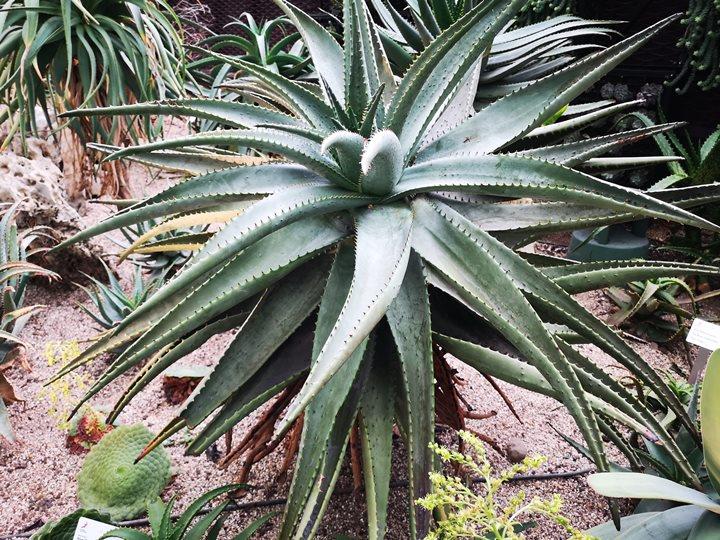 gardens-by-the-bay09 Singapore-Gardens by the Bay之Flower Dome/Cloud Forest新加坡的巨大溫室...盛夏最好的去處