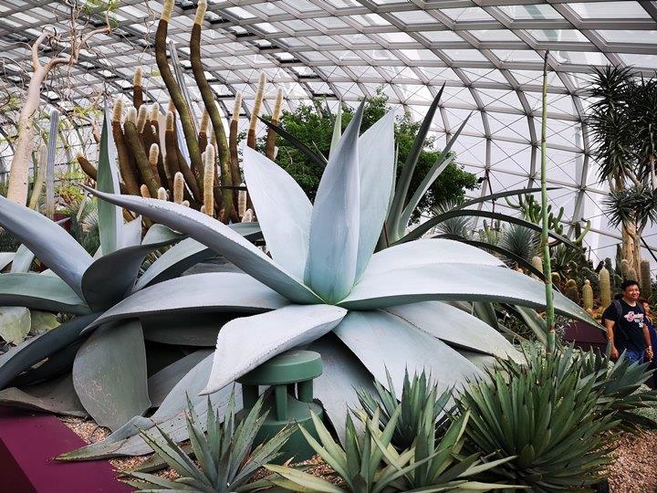 gardens-by-the-bay10 Singapore-Gardens by the Bay之Flower Dome/Cloud Forest新加坡的巨大溫室...盛夏最好的去處