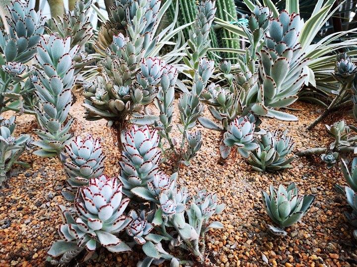 gardens-by-the-bay12 Singapore-Gardens by the Bay之Flower Dome/Cloud Forest新加坡的巨大溫室...盛夏最好的去處