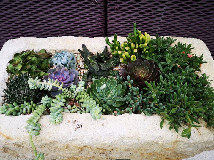 gardens-by-the-bay16 Singapore-Gardens by the Bay之Flower Dome/Cloud Forest新加坡的巨大溫室...盛夏最好的去處