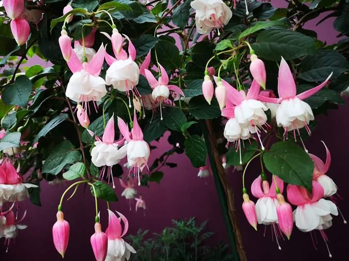 gardens-by-the-bay21 Singapore-Gardens by the Bay之Flower Dome/Cloud Forest新加坡的巨大溫室...盛夏最好的去處