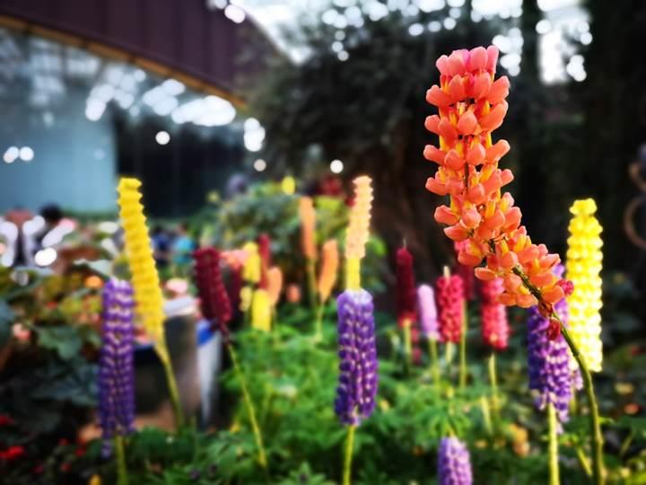 gardens-by-the-bay23 Singapore-Gardens by the Bay之Flower Dome/Cloud Forest新加坡的巨大溫室...盛夏最好的去處