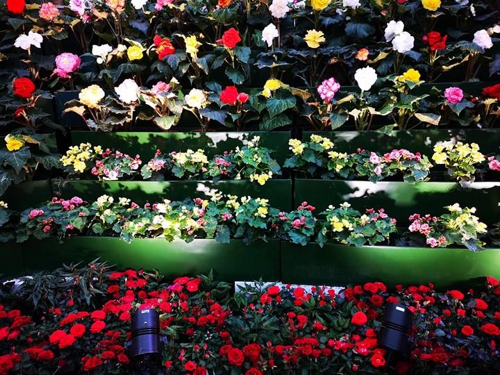 gardens-by-the-bay24 Singapore-Gardens by the Bay之Flower Dome/Cloud Forest新加坡的巨大溫室...盛夏最好的去處