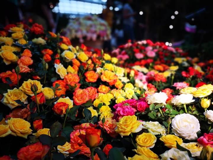 gardens-by-the-bay26 Singapore-Gardens by the Bay之Flower Dome/Cloud Forest新加坡的巨大溫室...盛夏最好的去處