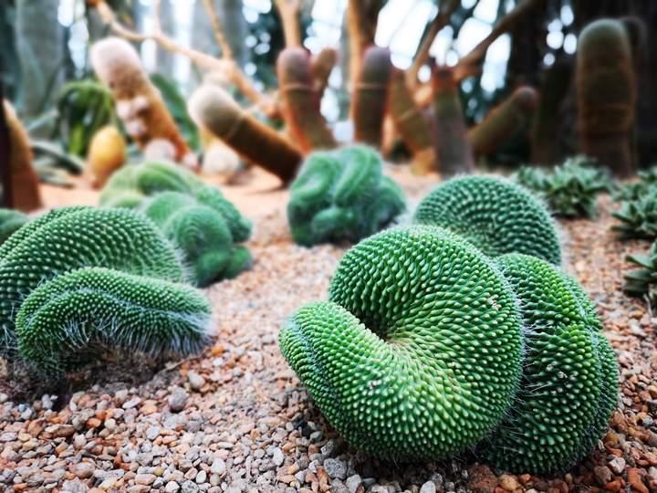 gardens-by-the-bay30 Singapore-Gardens by the Bay之Flower Dome/Cloud Forest新加坡的巨大溫室...盛夏最好的去處