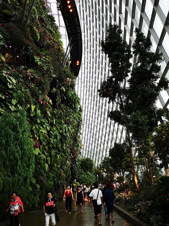 gardens-by-the-bay34 Singapore-Gardens by the Bay之Flower Dome/Cloud Forest新加坡的巨大溫室...盛夏最好的去處