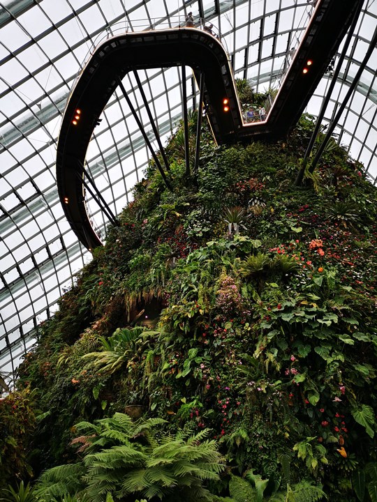 gardens-by-the-bay36 Singapore-Gardens by the Bay之Flower Dome/Cloud Forest新加坡的巨大溫室...盛夏最好的去處