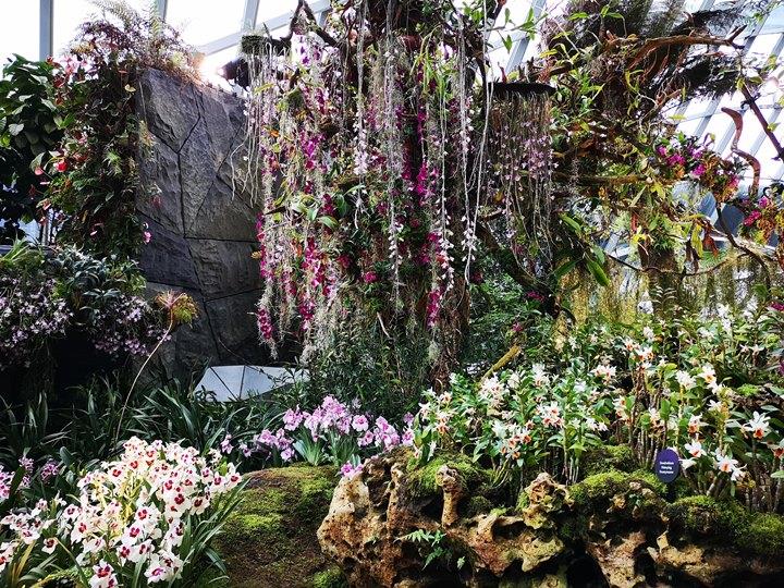 gardens-by-the-bay37 Singapore-Gardens by the Bay之Flower Dome/Cloud Forest新加坡的巨大溫室...盛夏最好的去處