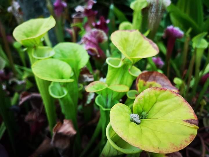 gardens-by-the-bay40 Singapore-Gardens by the Bay之Flower Dome/Cloud Forest新加坡的巨大溫室...盛夏最好的去處