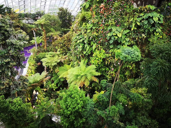 gardens-by-the-bay57 Singapore-Gardens by the Bay之Flower Dome/Cloud Forest新加坡的巨大溫室...盛夏最好的去處