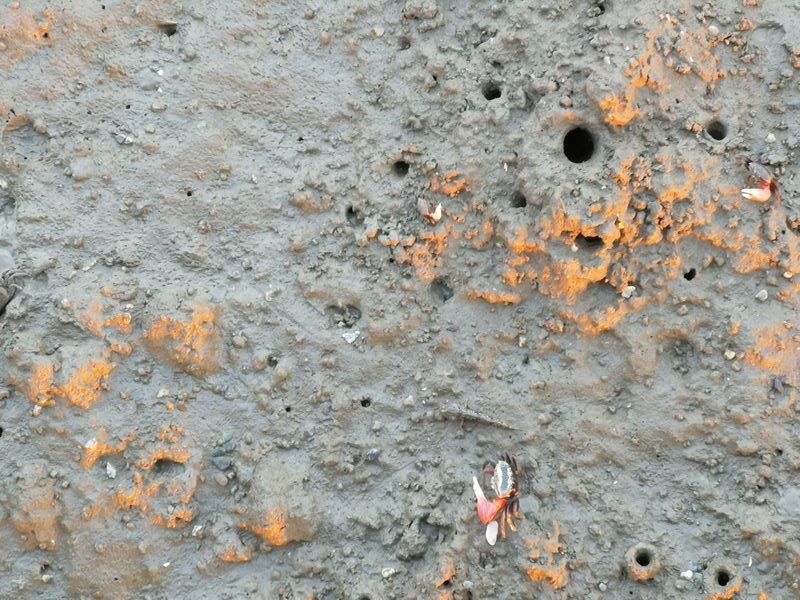 like81716 新竹-國家級香山濕地 美麗落日 Like 8咖啡廳飲料美食 好搭配