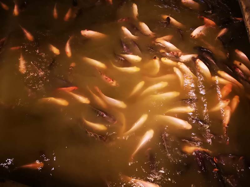 samsui08 Kuala Lumpur-山水菜魚酒家 吉隆坡也有在山上水邊的秘境餐廳