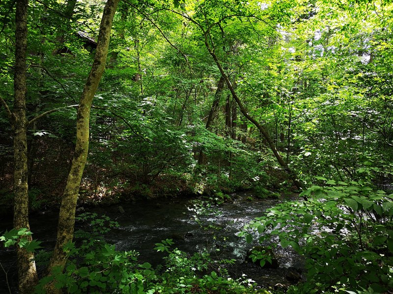 karuizawastreett12 Karuizawa-中輕井澤星野地區 榆樹街小鎮/高原教堂/石之教堂 品一口綠意的優閒雅致