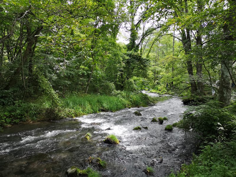 karuizawastreett18 Karuizawa-中輕井澤星野地區 榆樹街小鎮/高原教堂/石之教堂 品一口綠意的優閒雅致