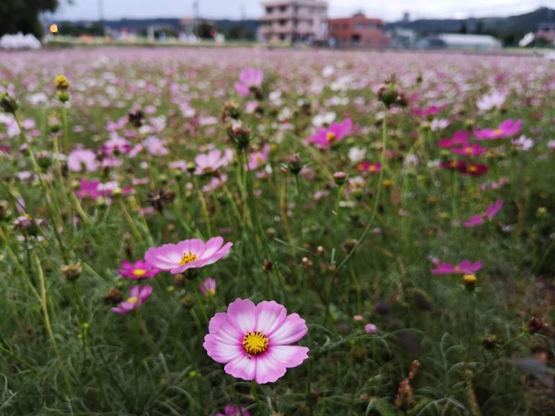 litangfeng32 大溪-李騰芳古宅 桃園唯一國定古蹟 清幽的環境寯永的建築設計