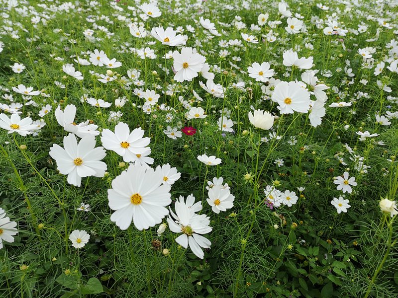 litangfeng34 大溪-李騰芳古宅 桃園唯一國定古蹟 清幽的環境寯永的建築設計