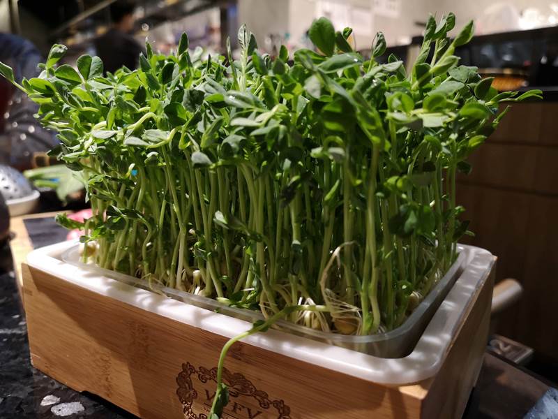 lauking16 Shanghai-撈王 上海外灘店胡椒豬肚雞湯 香濃好喝 暖心也暖胃