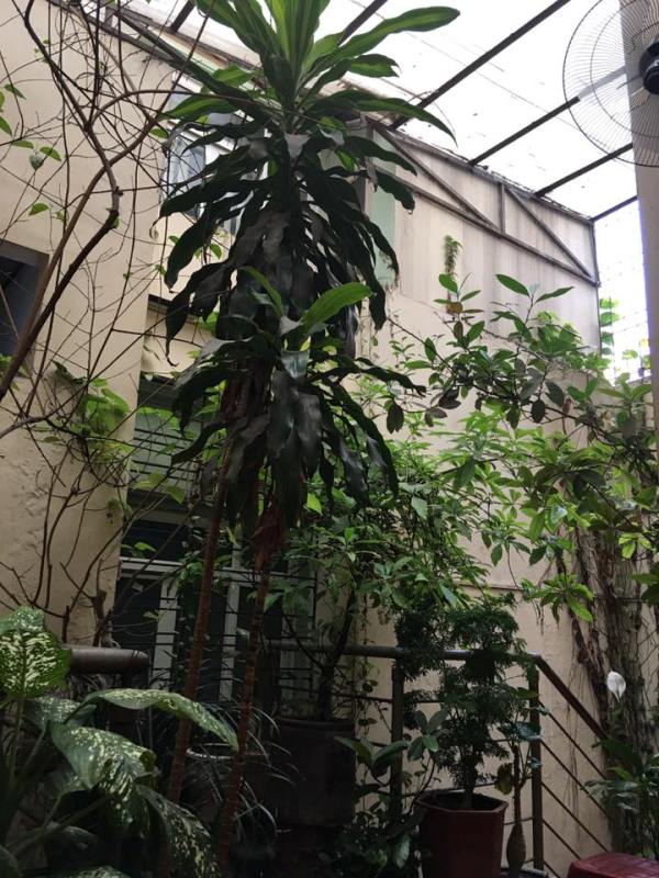 giangcafe02 Hanoi-Giang Cafe最特色創意的咖啡 Egg Coffee雞蛋咖啡 觀光客首選必訪