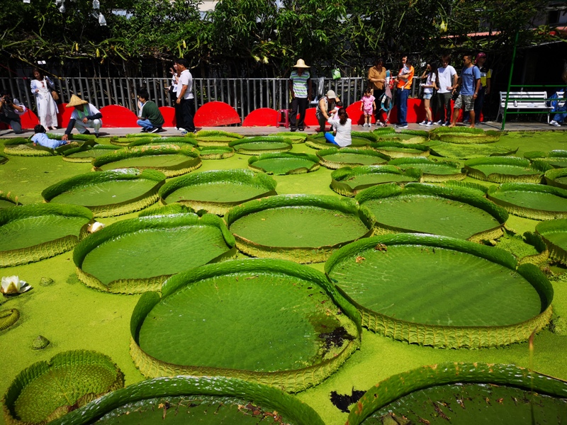 kinglotus02 觀音-康莊蓮園 乘坐大王蓮體驗漂浮