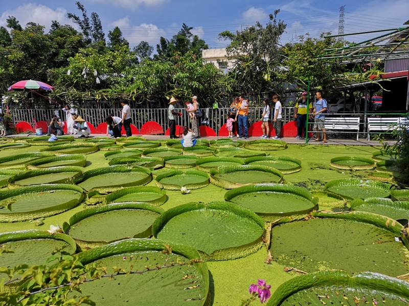 kinglotus04 觀音-康莊蓮園 乘坐大王蓮體驗漂浮