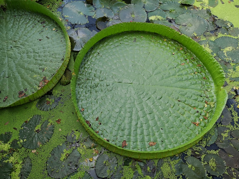 kinglotus06 觀音-康莊蓮園 乘坐大王蓮體驗漂浮