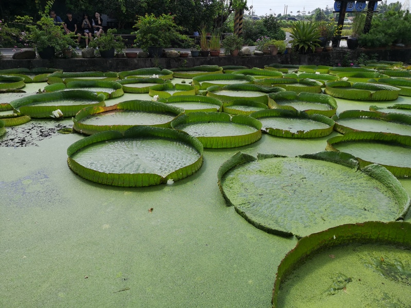 kinglotus07 觀音-康莊蓮園 乘坐大王蓮體驗漂浮