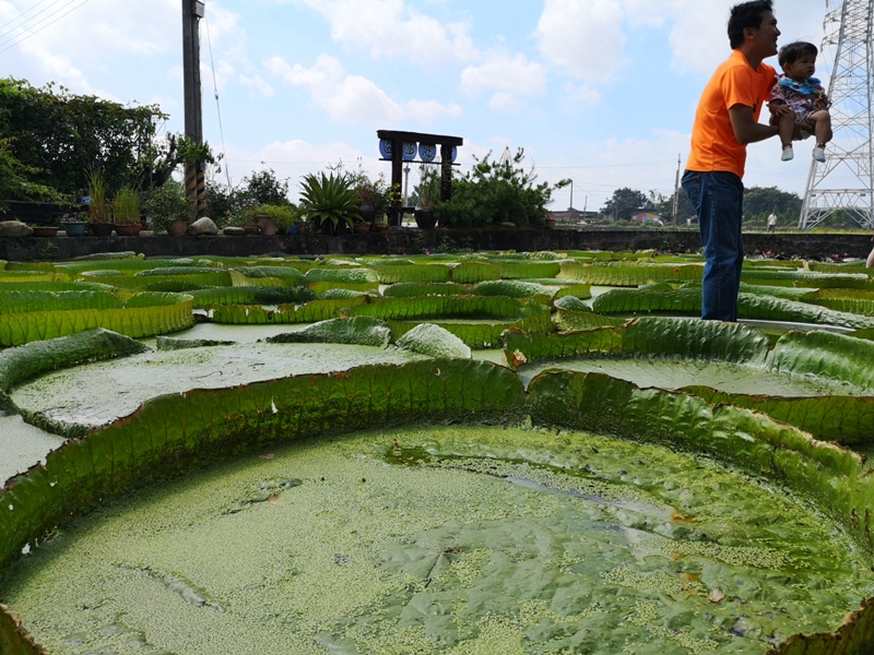 kinglotus08 觀音-康莊蓮園 乘坐大王蓮體驗漂浮