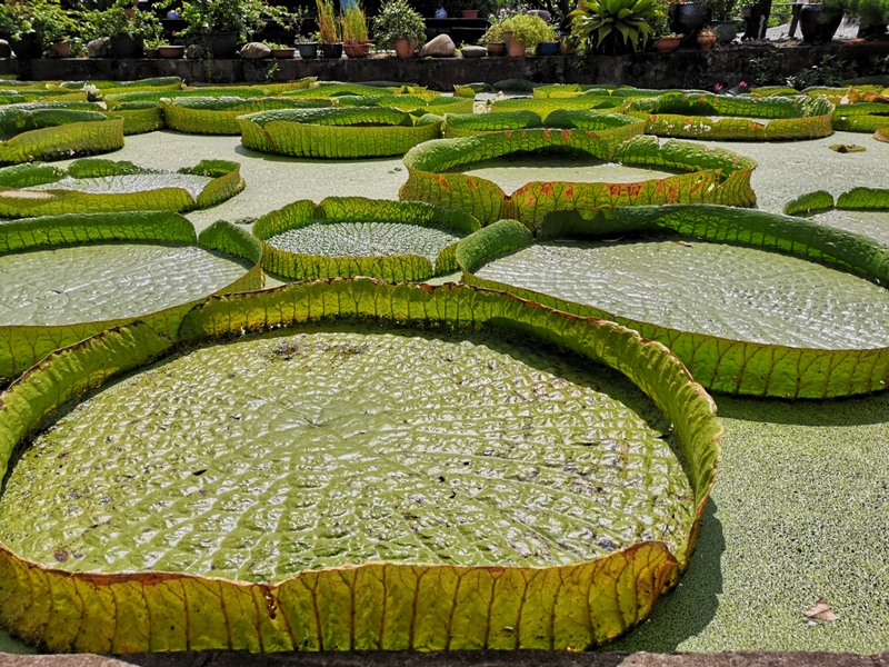 kinglotus09 觀音-康莊蓮園 乘坐大王蓮體驗漂浮