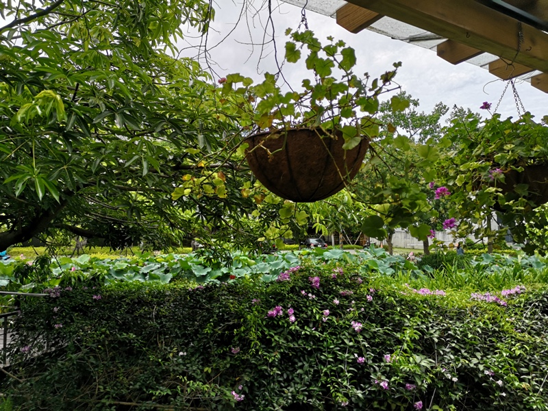redbrick20 竹北-新瓦屋紅瓦紫藤 在花園也是花園的超綠意咖啡館