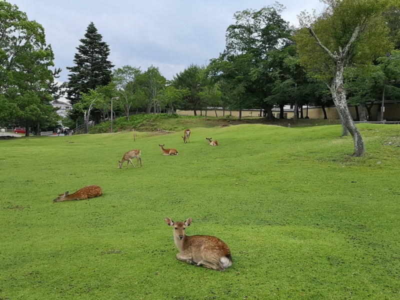 todaiji02 Nara-奈良小旅遊 世界文化遺產 東大寺&春日大社 搶食仙貝的小鹿亂撞