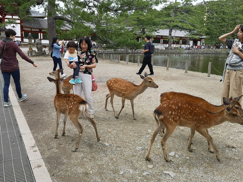 todaiji28 Nara-奈良小旅遊 世界文化遺產 東大寺&春日大社 搶食仙貝的小鹿亂撞
